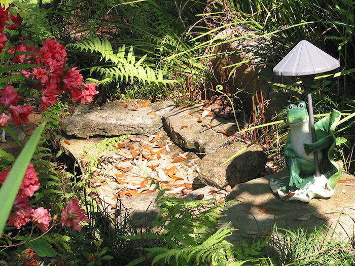 Season's Springs and the Parasol Frog