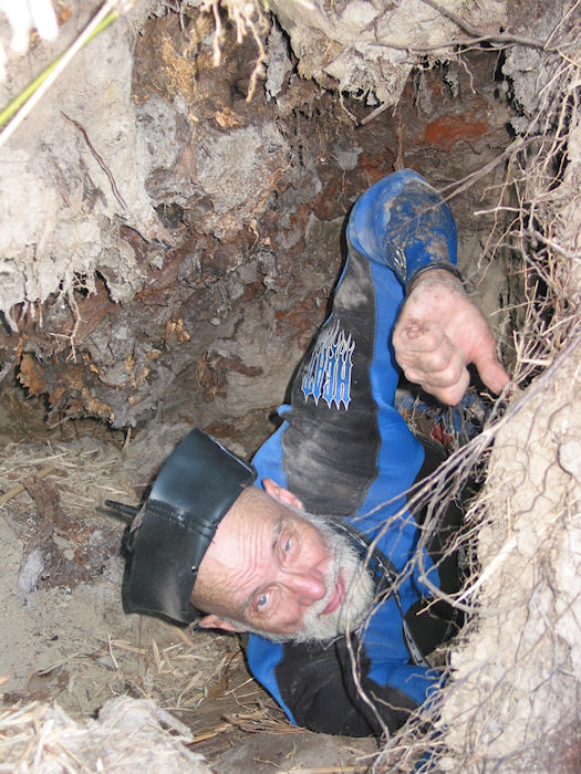 Harold reverse digging into the rootball cavern