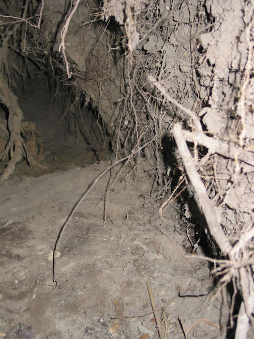 The Oak Rootball Cavern