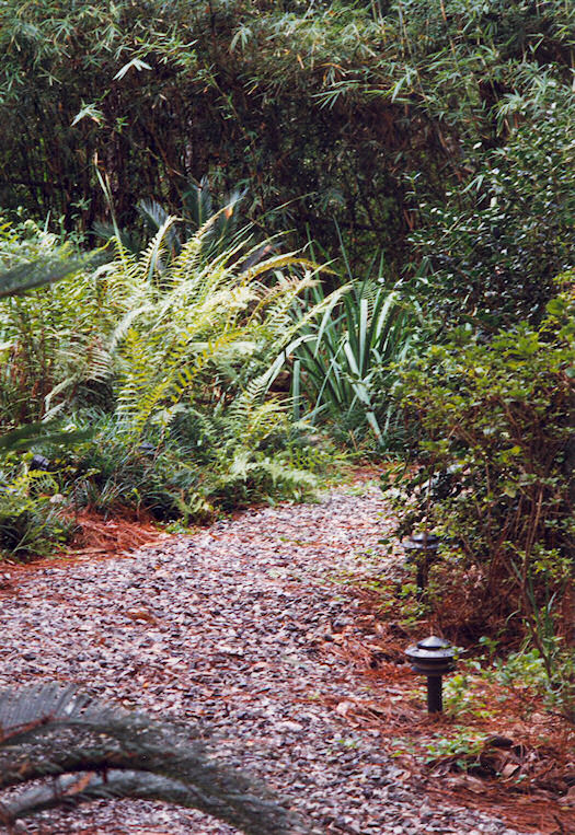 Path towards the Pond
