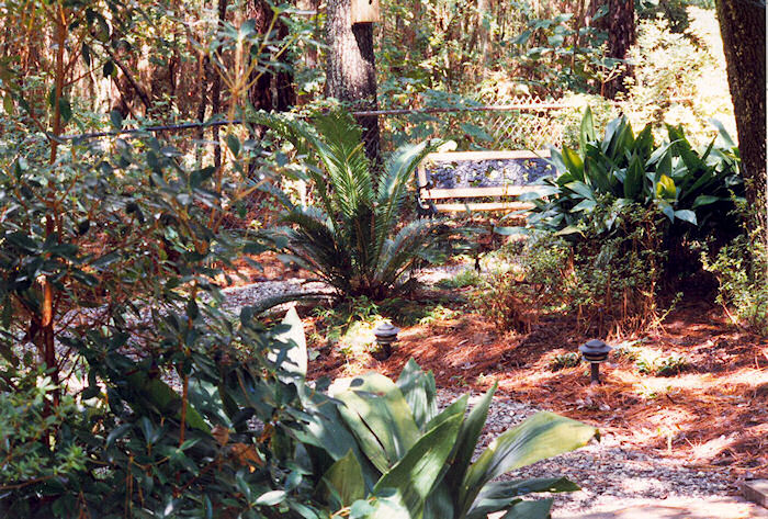 Sago Palm Admiration Station