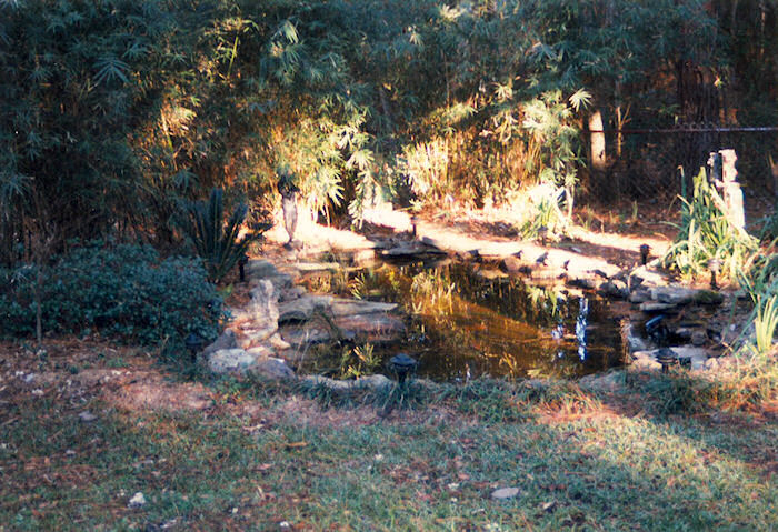 Early Recovery Pond Photo