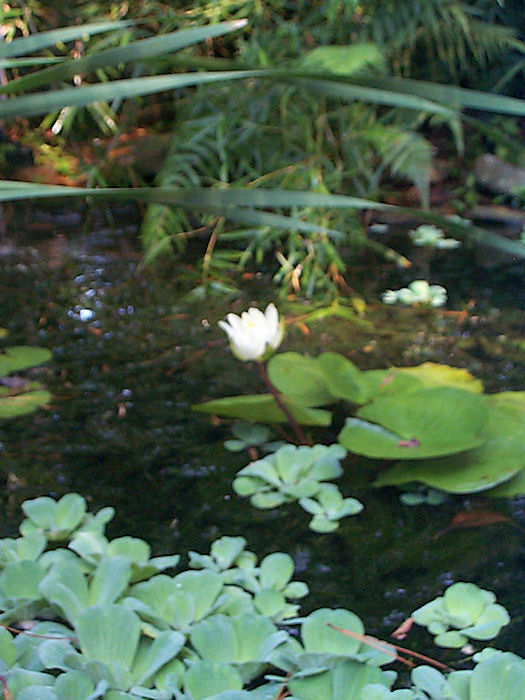 Blossom at Leather Oaks Pond!