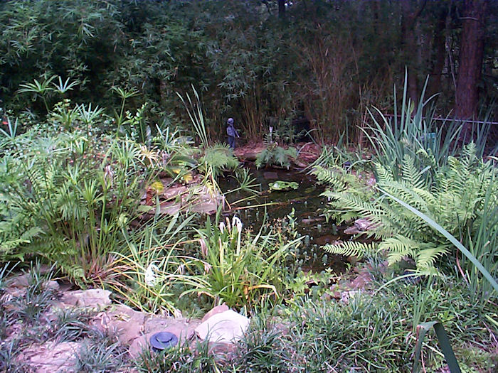Cluttered Pond!