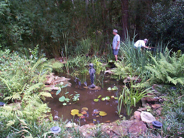 Newly planted Pond Closeup