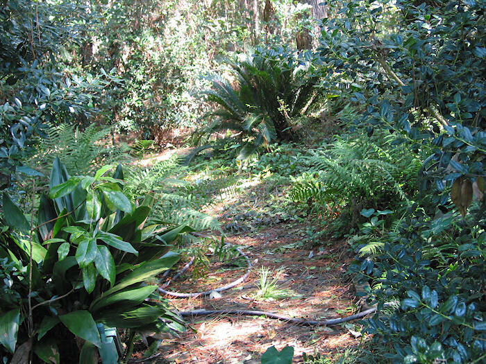 Sago Palm on central path