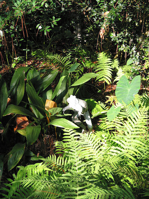 Pewter Spitting Frog during a drowth