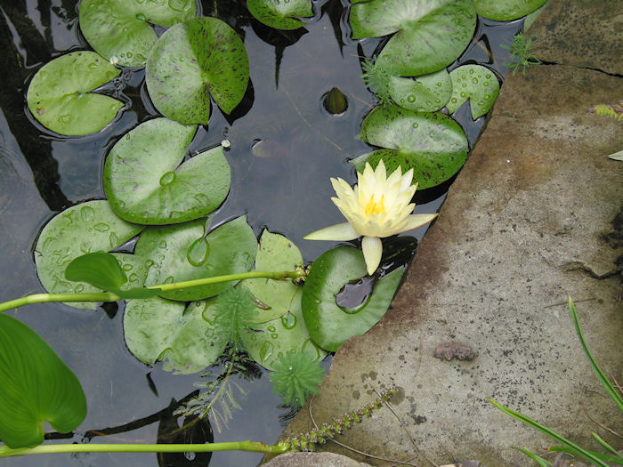 Water  Lily over anacharis