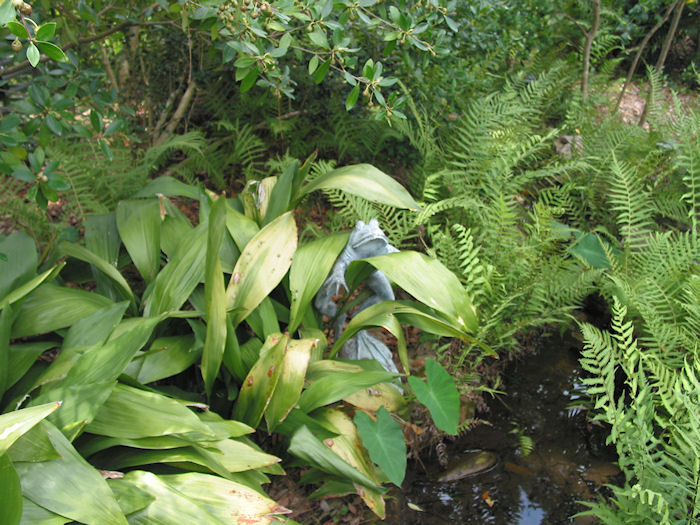 Pewter Spitting Frog at Lake Orin