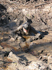 Mud planing, anyone?