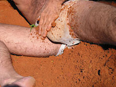 Jock pouch clay rub