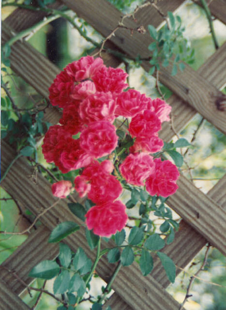 Red Roses at Leather Oaks
