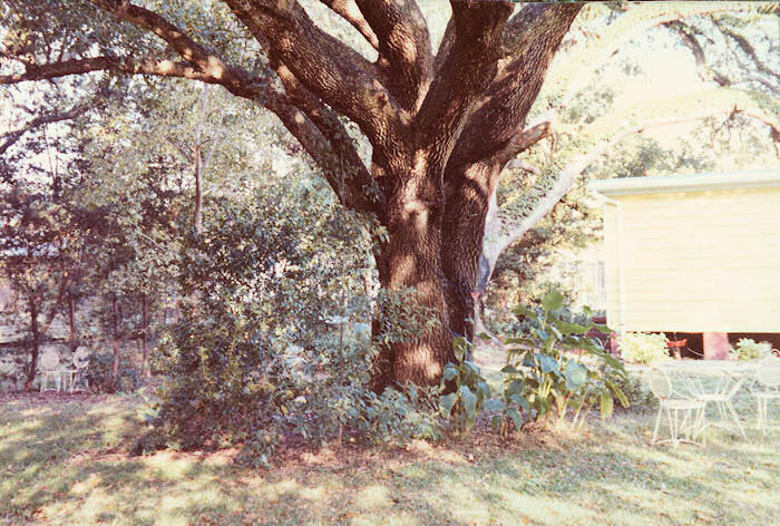 Baby Oak hides the Leather Oaks Pondlet