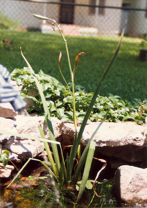Louisiana Iris in Pond